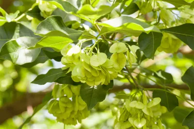 Produktbild von Ptelea trifoliata, Hopfenbaum, 80–100 cm