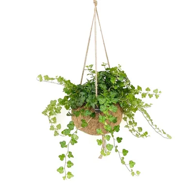 Obrázok produktu pre Kokodama Hedera helix (S)