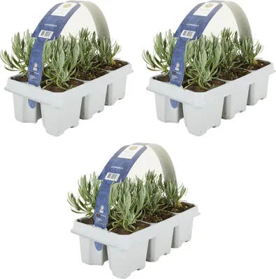 Produktbild von 3x 6-pack Lavandula Angustifolia White