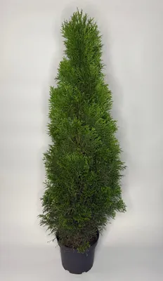Produktbild von 200 Stück, 50-60cm, Topf 2L, Lebensbaum Thuja occidentalis Smaragd