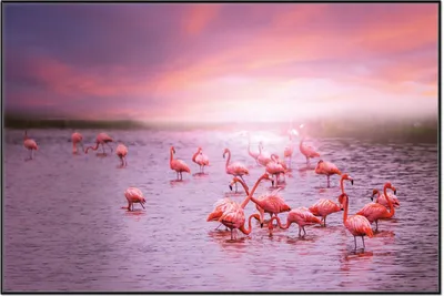 Produktbild von Wallario Wandbild Rosa Flamingos bei Sonnenuntergang, Größe: 61 x 91,50 cm, Poster mit schwarzem Aluminiumrahmen
