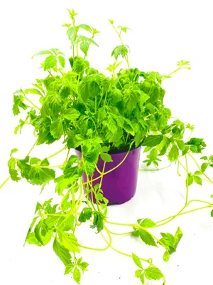 Produktbild von Jiaogulan Pflanze Gynostemma pentaphyllum Stecklings vermehrt!