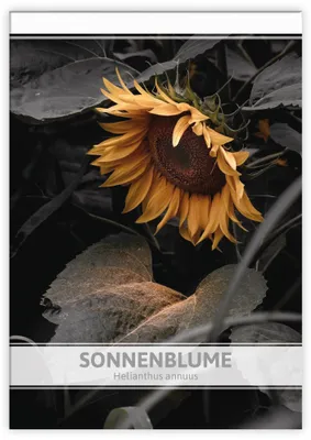 Produktbild von Sonnenblume für Werbezwecke | Sonnenblumesamen von FLORTUS