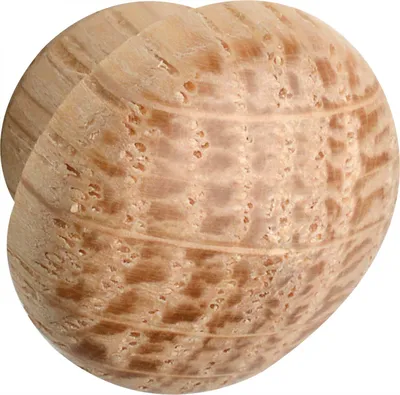 Produktbild von Holzabdeckkappe ø 12 mm, Zapfen ø 8 mm, Zapfenlänge 4 mm, Eiche roh