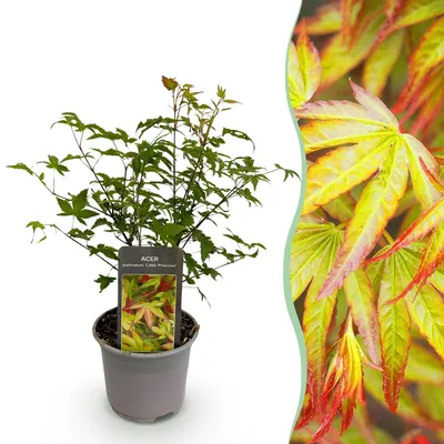 Obrázek produktu pro Javor japonský (Acer palmatum) 'Little Princess' - Zelený - Nenáročná rostlina
