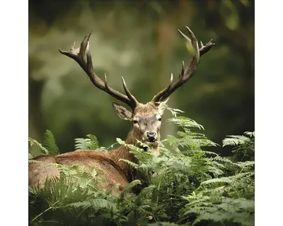 Produktbild von Glasbild Deer Between Plants 50x50 cm