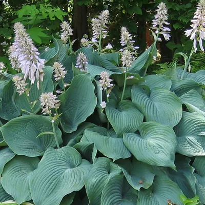 Produktbild von 6 x Funkie  - Hosta 'Blue Angel'  | Topf 9cm x 9cm