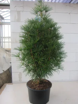 Produktbild von Sciadopitys verticillata - japanische Schirmtanne - Nadelgehölz 80-100