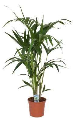 Produktbild von Kentia Palme 100-120 cm Howea forsterian