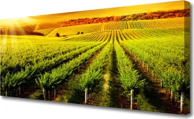 Produktbild von Tulup Leinwand-Bilder 125x50 Wandbild Canvas Kunstdruck Acker Natur