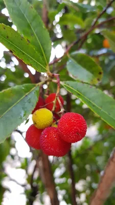 Image de Arbutus unedo / Arbousier ou Arbre aux fraises