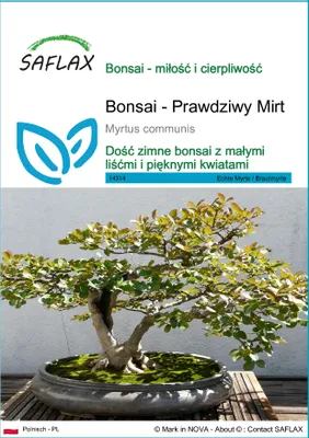 Zdjęcie produktu dla SAFLAX - Bonsai - Prawdziwy Mirt - 30 Nasiona - Myrtus communis