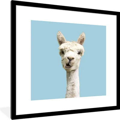 Produktbild von MuchoWow® MuchoWow® Gerahmtes Poster Alpaka - Weiß - Blau 40x40 cm - Poster mit zchwarzem Bilderrahmen - Poster - Plakat im Rahmen
