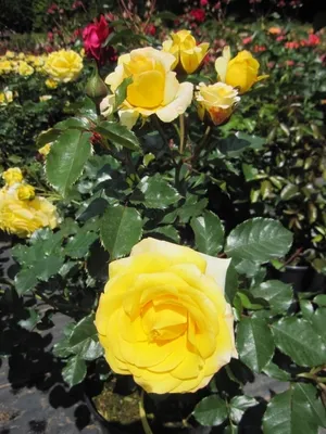 Produktbild von Rosa Sunmaid ® - Beetrose Sunmaid ® - Kordes Rose - ADR Rose