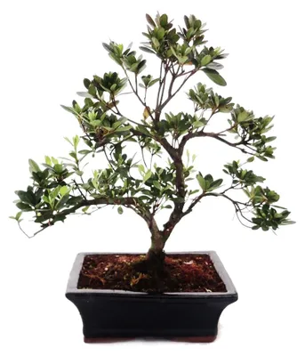Produktbild von Rhododendron simsii – Azalee für den Außenbereich, 20 cm