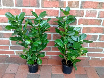 Produktbild von 20 Stück Kirschlorbeer Pflanzen, Höhe: 40-50 cm ab Topf, Prunus laur. Novita