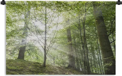 Produktbild von MuchoWow® Wandteppich Wandbehang Wald - Bäume - Sonne 150x100 cm Tapisserie Dekoration Wandtuch - Waschbar - Tapisserien - Wand-Decke