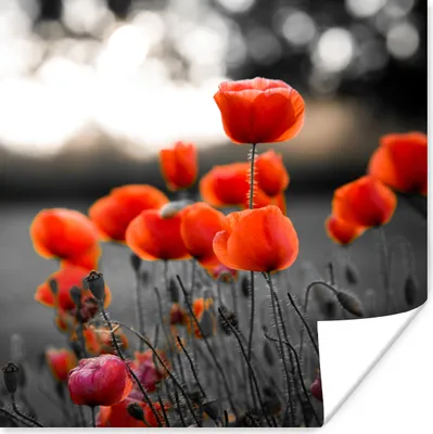 Produktbild von MuchoWow® Poster Rote Mohnblumen vor schwarzem und weißem Hintergrund 50x50 cm - Wohnzimmerdekoration