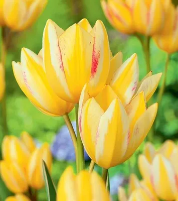 Produktbild von Tulpen Blumenzwiebeln Zwiebeln Blumen mehrblütige Tulpe Antoinette 5 St.
