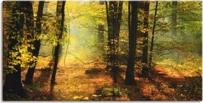 Produktbild von ARTland Leinwandbild Herbstlicht im Wald Größe: 100x50 cm