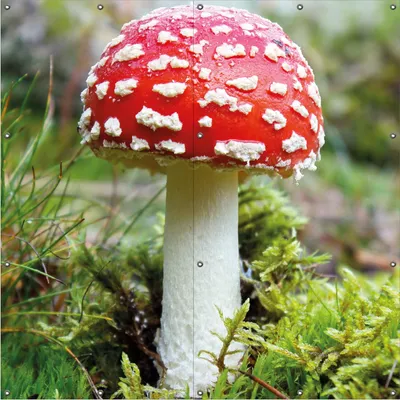 Produktbild von Wallario Outdoor-Poster für Garten oder Balkon, Motiv Fliegenpilz im Wald, in ca. 180 x 180 cm