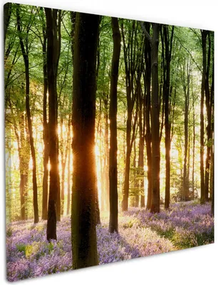 Produktbild von Wallario Premium Leinwandbild Blaue Hasenglöckchen im Wald mit Sonnenstrahlen in Größe 50 x 50 cm