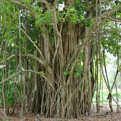 Produktbild von Würgerfeige (Ficus benghalensis) - 1 Portion Samen