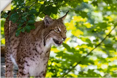 Produktbild von ARTland Wandbild, selbstklebend Ein Luchs im Wald Größe: 90x60 cm