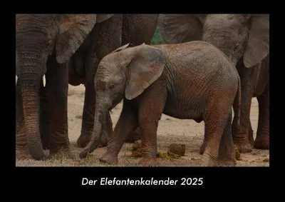 Produktbild von Der Elefantenkalender 2025 Fotokalender DIN A3