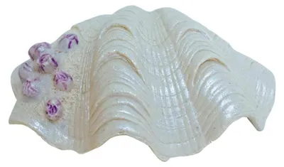 Aquariumdekoration Muschel 14,5 x 10,7 x 5,3 cm