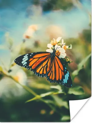 Produktbild von MuchoWow® Poster Schmetterling - Blumen - Garten 90x120 cm - Wohnzimmer