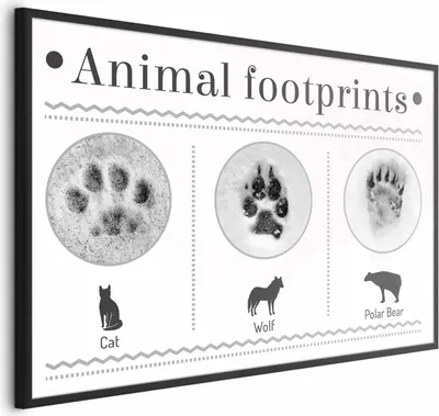 Produktbild von Posterpapier Poster - Paw Prints 42x29.7 cm Tiere g-A-0196-ao-a