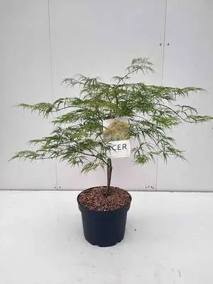 Immagine prodotto di Acer palmato 'Dissectum' - Acero a ventaglio contenitore da 60-80 cm