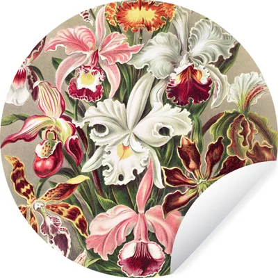 Produktbild von MuchoWow® Runde Wandtattoo - Wandsticker Tapete Aufkleber Blumen - Ernst Haeckel - Jahrgang - Orchidee Ø 100 cm Selbstklebend und Repositionierbar - Wandaufkleber - Kreis - Tapetenkreis - Wandbild rund - Schlafzimmerdekoration - Wanddeko - runde Tapete - Kunst für zu Hause