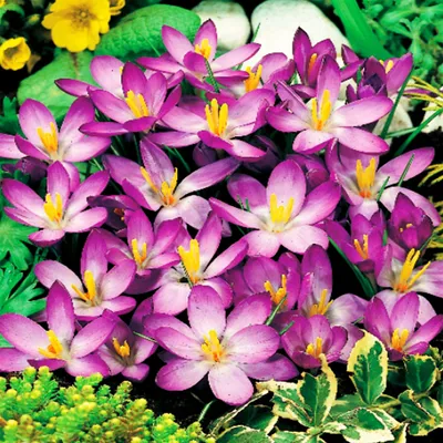 Zdjęcie produktu dla Krokus Purple Benex - kwiaty ozdobne