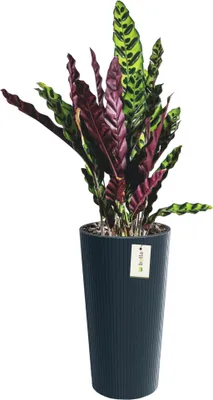 Image de Jardinière ronde Ø 30 cm H 57,5 cm Anthracite élégant haut rayé