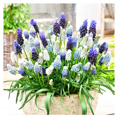 Produktbild von Mehrjährige, winterharte Blumenzwiebeln - Muscari Mischung - 50 Zwiebeln - Mix aus 5 Sorten/Farben aus Holland - Winterharte Muscari Knollen für Garten, Töpfe und Balkon