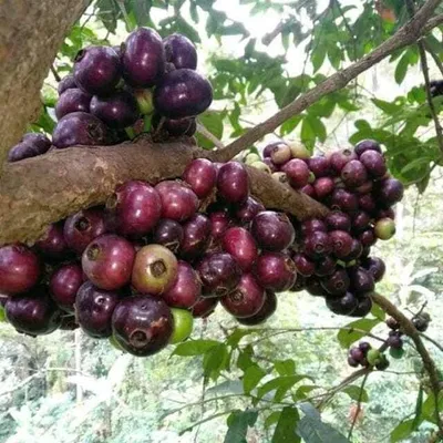 Obrázek produktu pro Gowok (Syzygium polycephalum)  – 3 naklíčené semeno