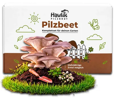 Produktbild von Hawlik Pilzbrut Austernpilz Pilzbeet-Set – Pilzzucht Garten, 20 Dübel, Pilze anbauen mehrjährig