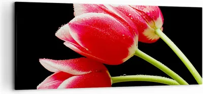 Produktbild von Bild auf Leinwand - Leinwandbild - Tulpe garten blume blumenstrauß - 120x50cm - Wand Bild - Wanddeko - Leinwanddruck - Bilder - Kunstdruck - Leinwand bilder - Wandkunst - AB120x50-1494