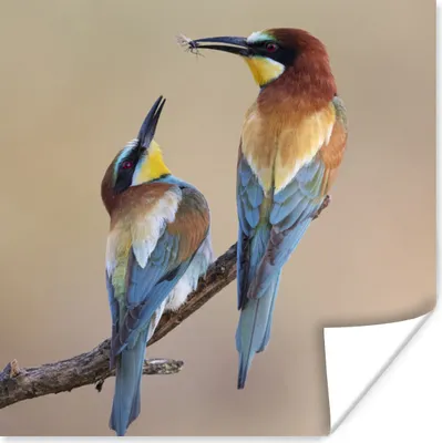 Produktbild von MuchoWow® Poster Vogel - Insekt - Freunde 100x100 cm - Babyzimmer