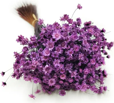 Produktbild von Glixia Getrocknete - (Comanthera) - Lavendel