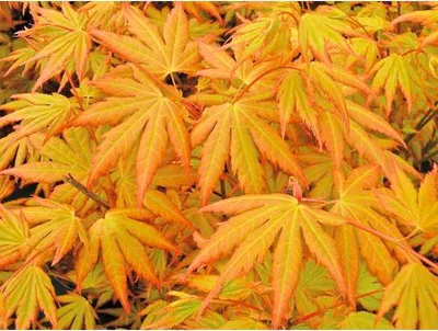 Obrázek produktu pro Javor dlanitolistý oranžový Acer palmatum 'Orange Dream' výška 50-60 cm květináč 3 l