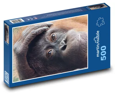Obrázok produktu pre Puzzle 500 Oddychujúci orangutan - martinpuzzle