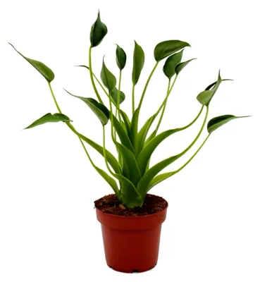 Produktbild von Alocasia "Tiny Dancer" - Pfeilblatt - Tropenwurz - Rarität - 12 cm Topf