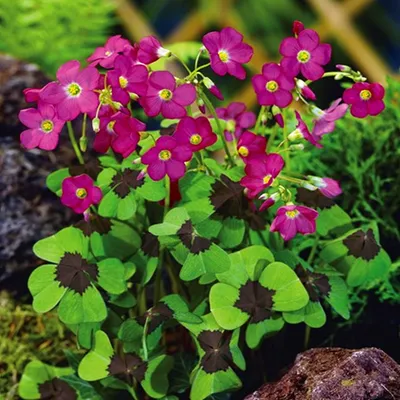 Zdjęcie produktu dla Oxalis Deppei Szczawik Iron Cross 20 szt Cebulki Cebule Kwiatowe