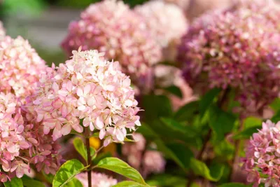 Produktbild von Hydrangea arborescens 'Candybelle' Marshmallow, rosa, 60–80 cm