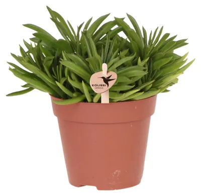 Produktbild von Kolibri Greens | Grüne Zimmerpflanze – Sukkulente Happy Beam – Topfgröße Ø12cm – frisch vom Züchter