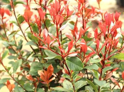 Produktbild von 5 Stück Photinia red robin Glanzmispel 60-80 cm schnell wachsende Heckenpflanze