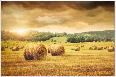 Produktbild von Wallario Wandbild Strohballen auf dem Feld bei Sonnenuntergang, Größe: 61 x 91,50 cm, Poster mit weißem Aluminiumrahmen